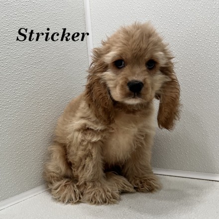 puppy, for, sale, Cocker Spaniel, Joe & Cherri  Overlease, dog, breeder, Miller, MO, dog-breeder, puppy-for-sale, forsale, nearby, find, puppyfind, locator, puppylocator, aca